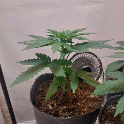 Desfran  growlog timeline photo