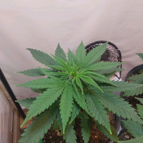 Desfran  growlog timeline photo