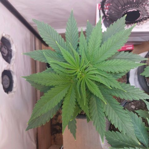 Desfran  growlog timeline photo