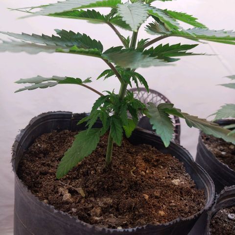 Desfran  growlog timeline photo