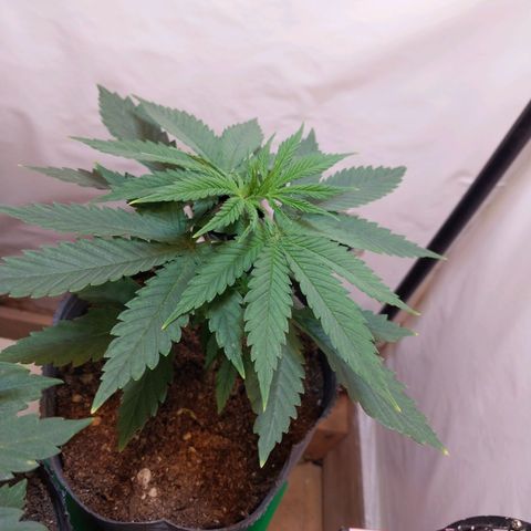 Desfran  growlog timeline photo
