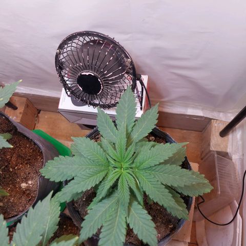dosidos  #1 growlog timeline photo