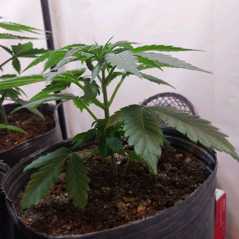 dosidos  #1 growlog timeline photo