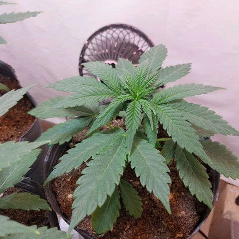 dosidos  #1 growlog timeline photo