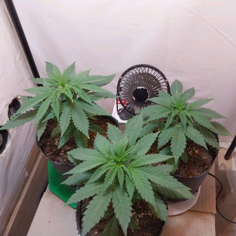 dosidos  #1 growlog timeline photo