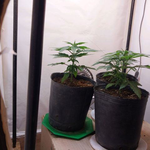 dosidos  #1 growlog timeline photo