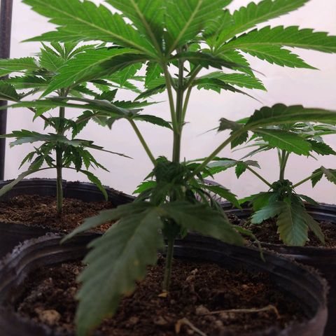 dosidos  #1 growlog timeline photo