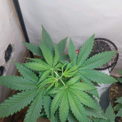 Desfran  growlog timeline photo