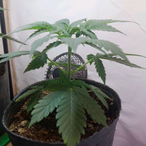 dosidos  #1 growlog timeline photo
