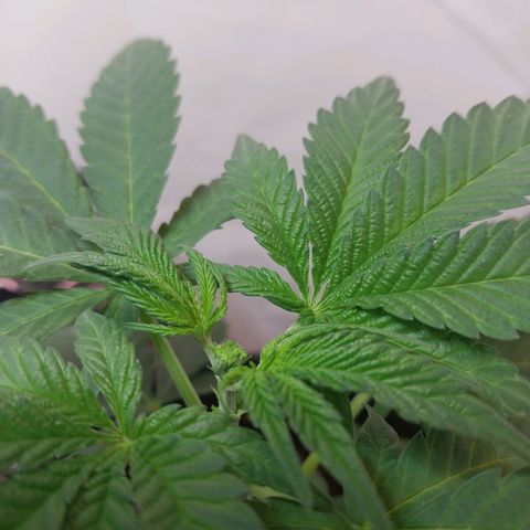 dosidos  #1 growlog timeline photo