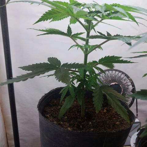 Desfran  growlog timeline photo