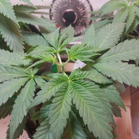 dosidos  #2 growlog timeline photo