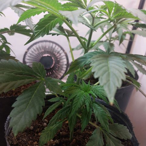dosidos  #2 growlog timeline photo