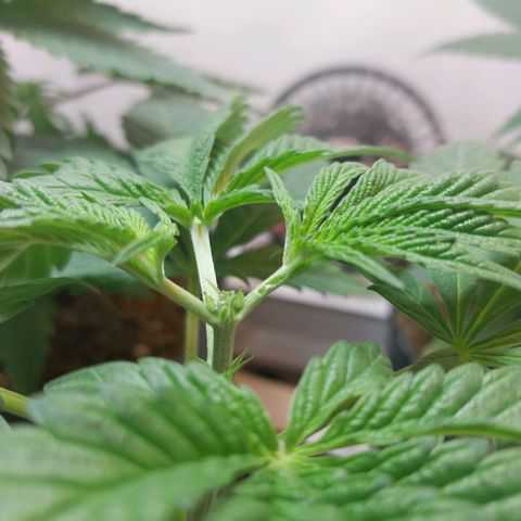 dosidos  #2 growlog timeline photo