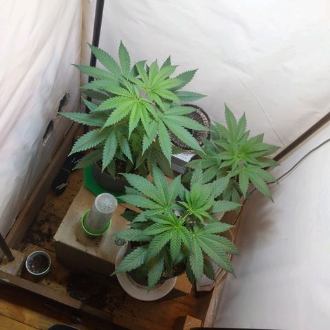 dosidos  #1 growlog timeline photo