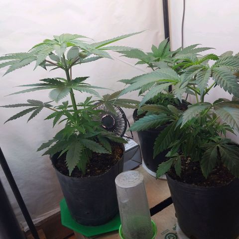 dosidos  #1 growlog timeline photo