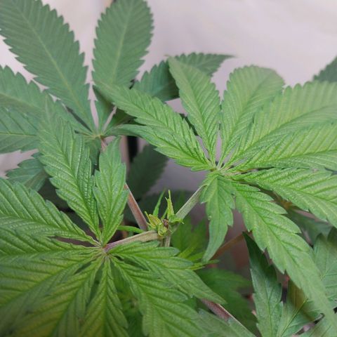 Desfran  growlog timeline photo