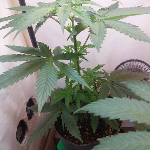 Desfran  growlog timeline photo