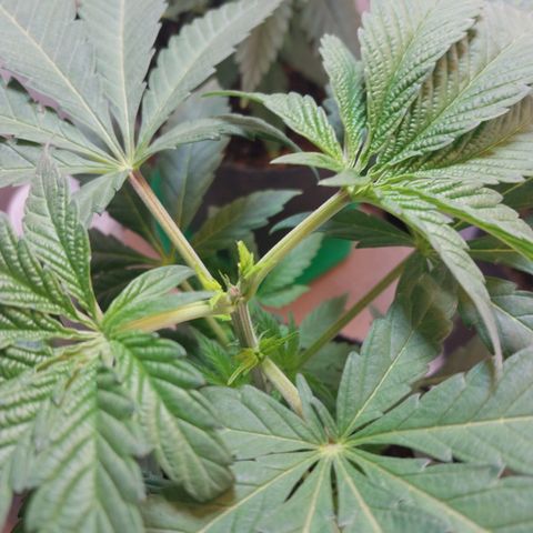 dosidos  #2 growlog timeline photo