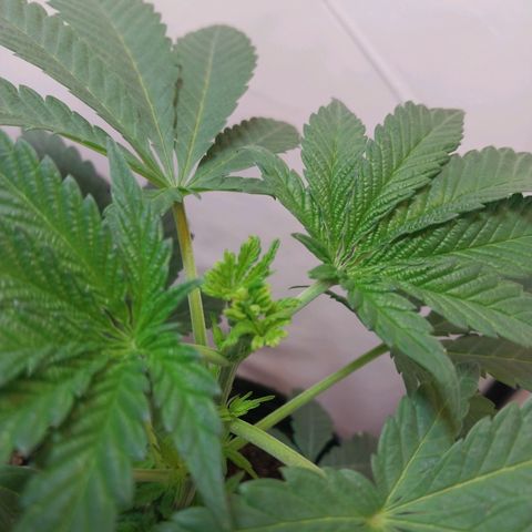 dosidos  #2 growlog timeline photo