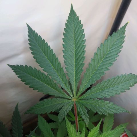 Desfran  growlog timeline photo