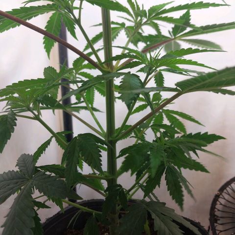 Desfran  growlog timeline photo