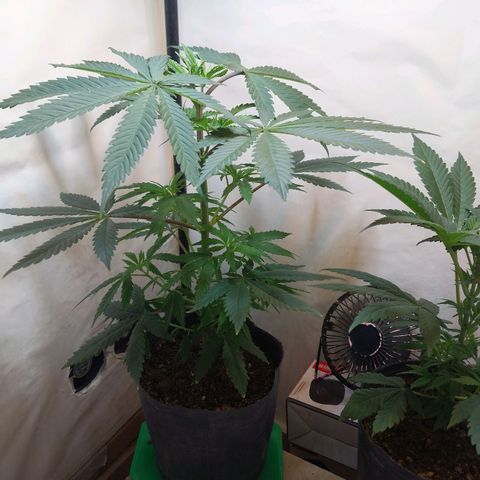 Desfran  growlog timeline photo