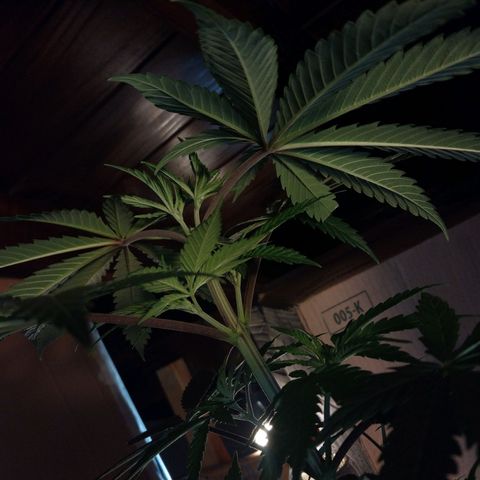 Desfran  growlog timeline photo