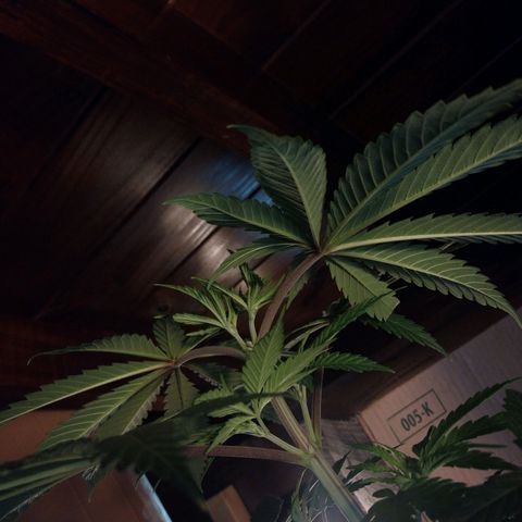 Desfran  growlog timeline photo
