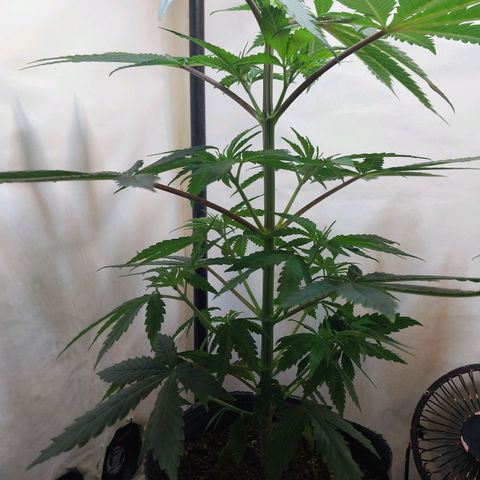 Desfran  growlog timeline photo