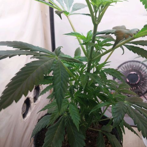 Desfran  growlog timeline photo