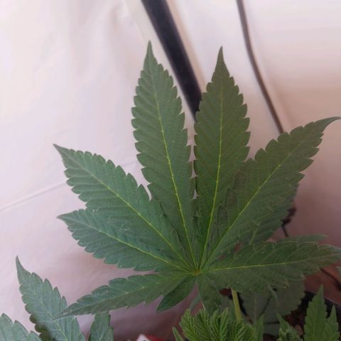 dosidos  #1 growlog timeline photo