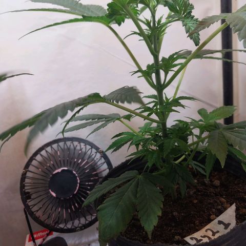 dosidos  #1 growlog timeline photo