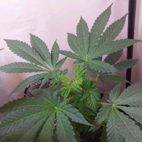 dosidos  #1 growlog timeline photo