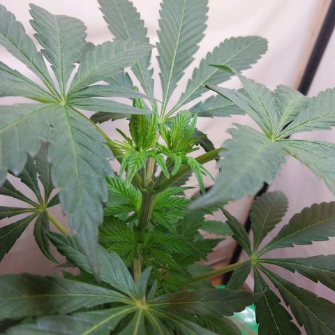 dosidos  #2 growlog timeline photo