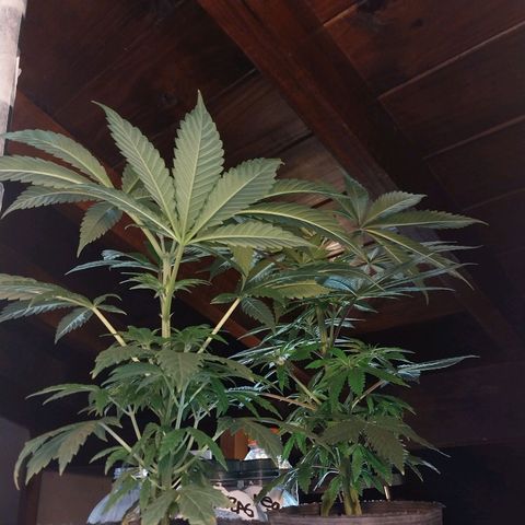 dosidos  #1 growlog timeline photo