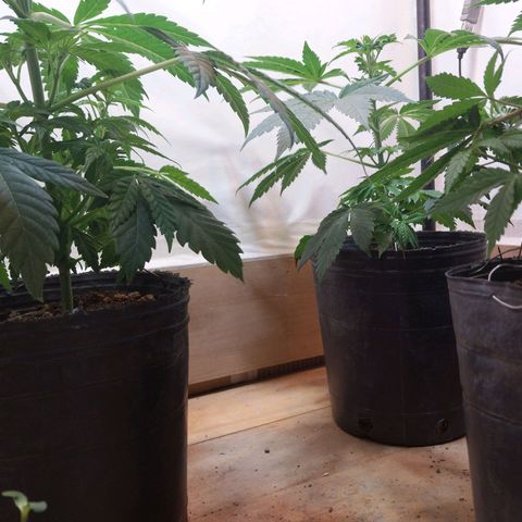 dosidos  #1 growlog timeline photo