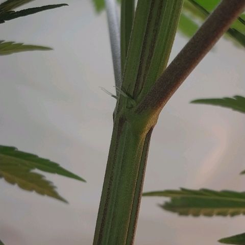 Desfran  growlog timeline photo