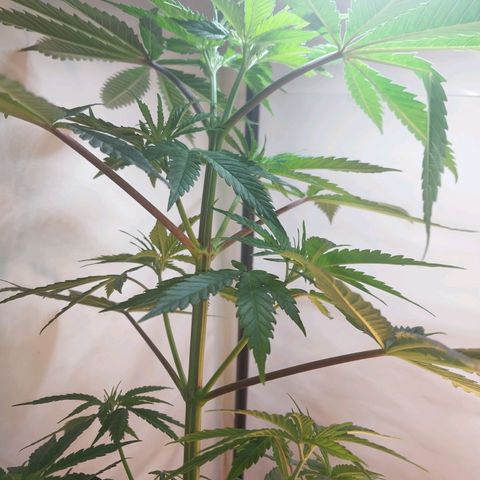 Desfran  growlog timeline photo