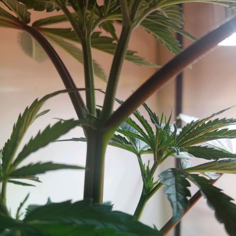 Desfran  growlog timeline photo