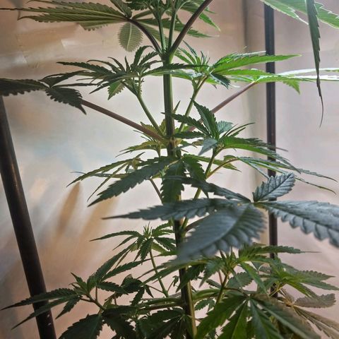Desfran  growlog timeline photo