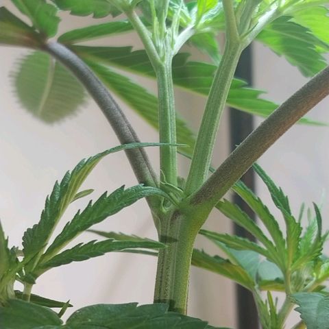 Desfran  growlog timeline photo