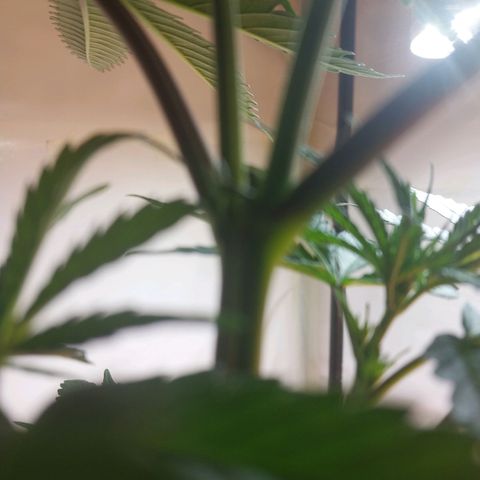 Desfran  growlog timeline photo