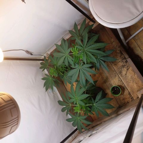 dosidos  #1 growlog timeline photo