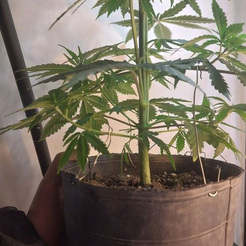 Desfran  growlog timeline photo