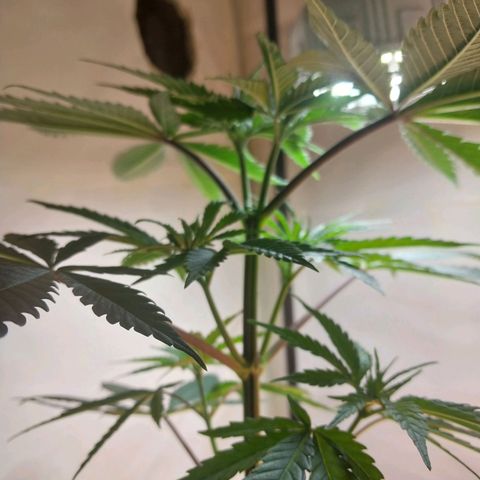 Desfran  growlog timeline photo
