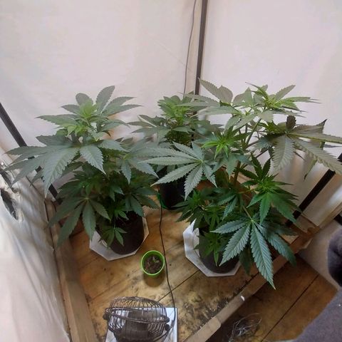dosidos  #1 growlog timeline photo