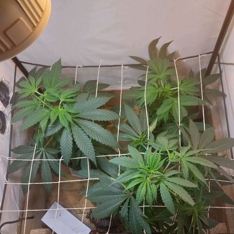 dosidos  #1 growlog timeline photo