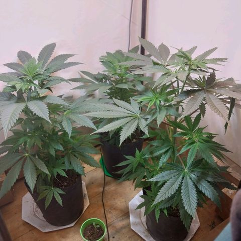 dosidos  #1 growlog timeline photo