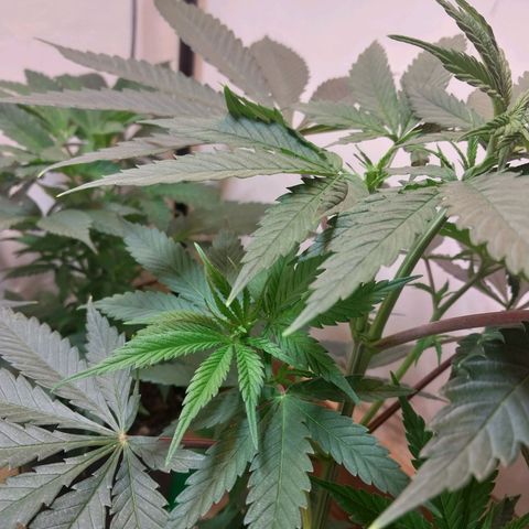 Desfran  growlog timeline photo